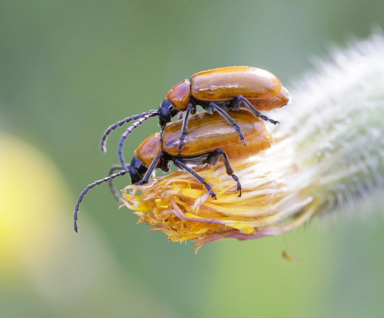 Chrysomelidae - Exosoma lusitanicum